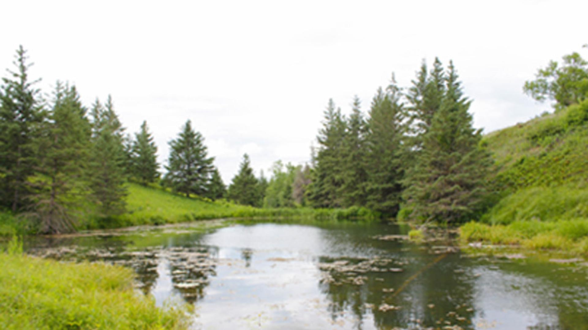 a lake with green grass and spruce trees